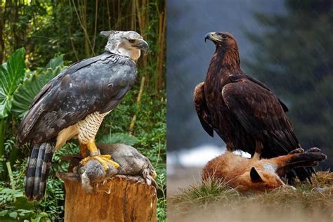 Golden Eagle vs. Harpy Eagle: A Detailed Comparison – Animal Facts Blog