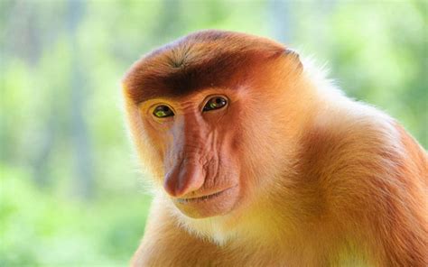 Get to know the Proboscis Monkey - Taman Safari Bali