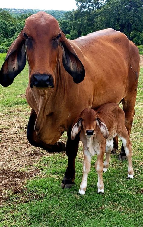 Brahman Cow Color - All About Cow Photos