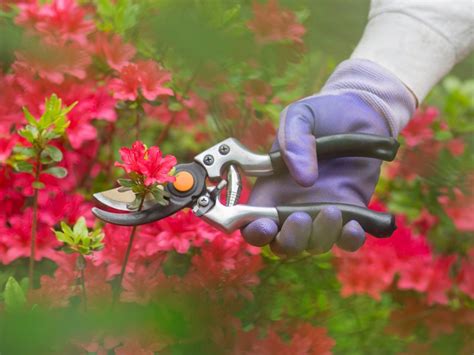 Pruning Azaleas - How To Trim Azalea Bushes & When To Trim Azaleas