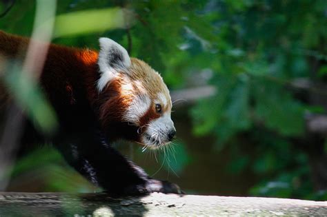 Red Panda Bear - Free photo on Pixabay - Pixabay