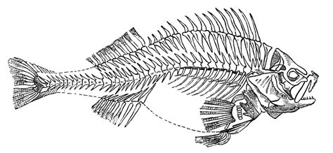 Skeleton Fish Clip Art