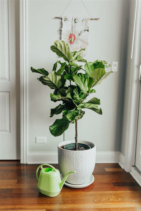 8 Essential Tips for Fiddle Leaf Fig Tree Care, from an Expert