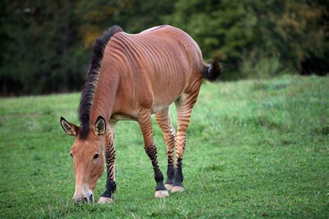 Zelda the 'zorse' to come to Rockford's Harvest Fest - mlive.com