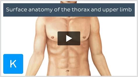 Precordium: Anatomy and location | Kenhub