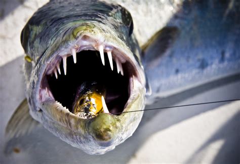 Barracuda Fishing Tips and Tactics | Outdoor Life