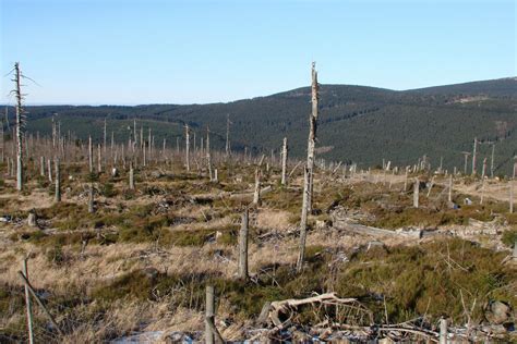 The Effects Of Acid Rain On Forests And Agriculture - Air Pollution