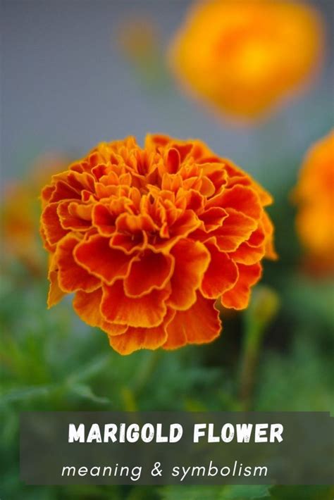 Marigold Flower Meaning and Symbolism. - SimplyBeyondHerbs