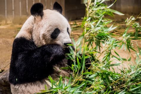 Ueno Zoo: Must Visit Zoological Gardens in Tokyo - Japan Web Magazine