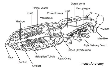 [DIAGRAM] Printable Insect Diagram - MYDIAGRAM.ONLINE