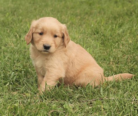 A Boatload of Sunshiny Golden Puppies Photos! - Windy Knoll Golden ...