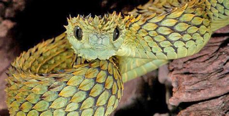 10 Unusual and Amazing Snakes - Listverse