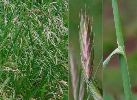 Prairie Grass | Biodiversity of the Western Volcanic Plains