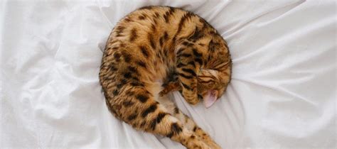 What Do Common Cat Sleeping Positions Mean?