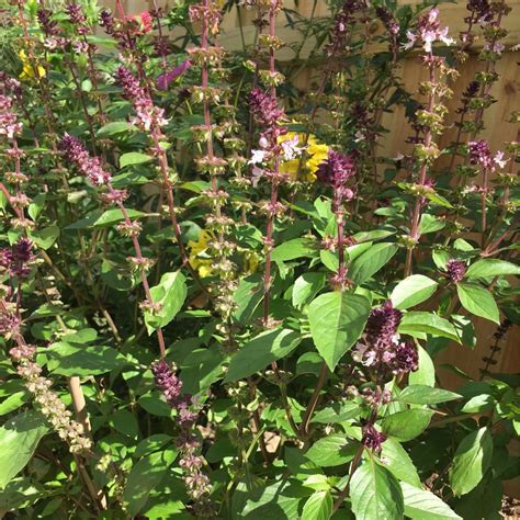 Ocimum basilicum 'Cinnamon', Basil 'Cinnamon' in GardenTags plant ...