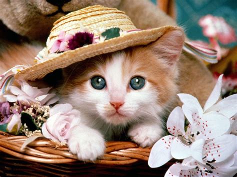 Cute Baby Cats Wallpapers - Wallpaper Cave