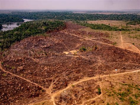 Deforestation In Amazon Rainforest Threatens Indigenous, 44% OFF