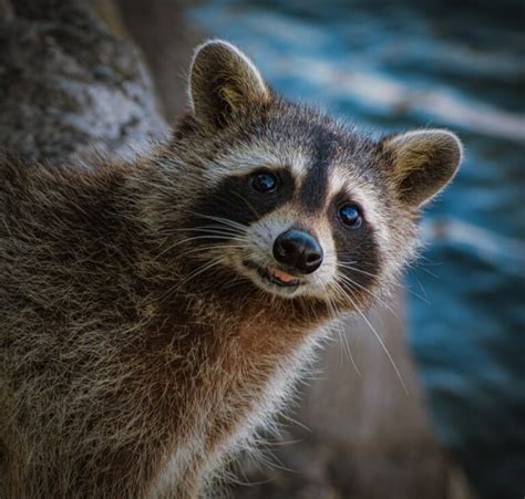 Raccoon Behavior: What Their Actions Tell Us