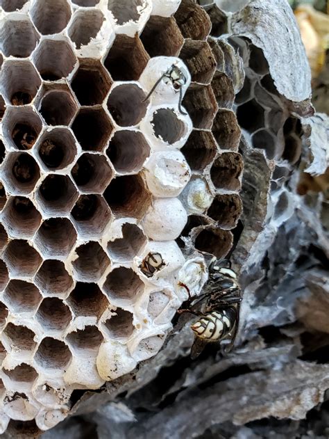 The inside of the Bald Faced Hornet Nest that they built on my fence. : r/interestingasfuck