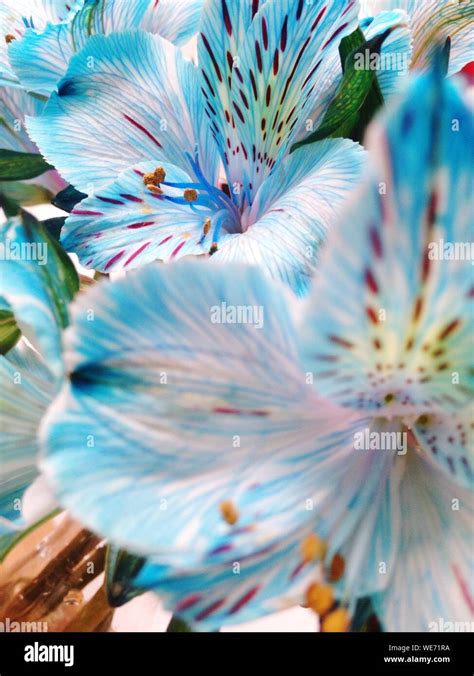 Blue Tiger Lily Flower