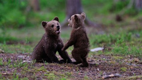 2 bear cubs spark small fire in Banning after climbing up power pole | abc7.com