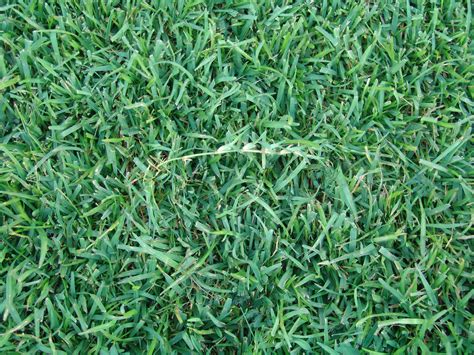 Buy Centipede Grass Seeds online in India& Hyderabad – Treekart.com