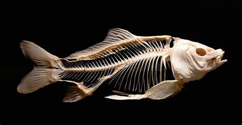 Skeleton of a Carp Fish Isolated Against a Pure Black Background Stock Image - Image of full ...