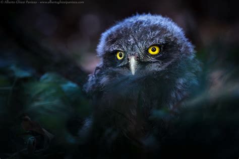 A Guide To Shoot Animals At Night - VIEWBUG.com