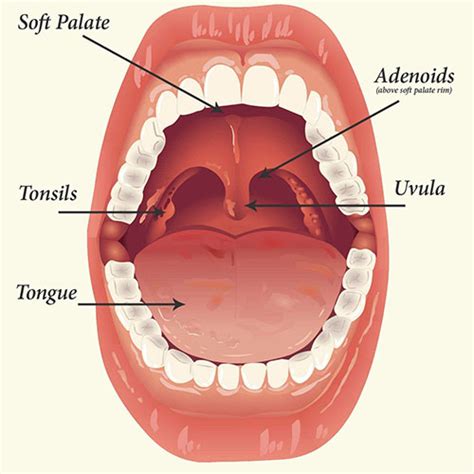 Adenoid Surgery | ENT Doctor Cape Town | Dr Shabeer Ebrahim