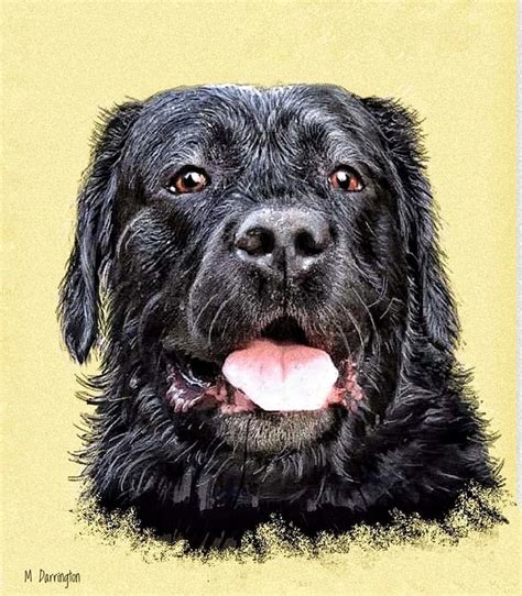 Black labrador Digital Art by Michael Darrington - Fine Art America