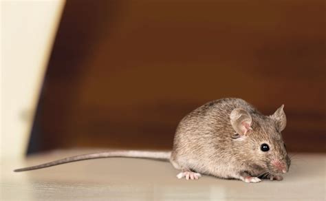 Types of Mice in the UK - Mouse Identification & Facts | Pest Defence