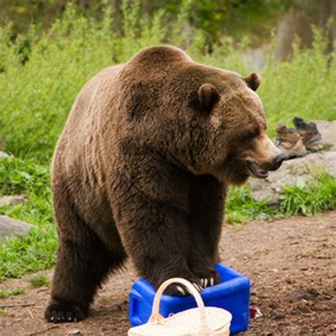 How Do Grizzly Bears Get Food? | Getaway Tips