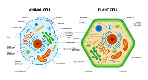 Plant Cell And Animal Cell Model