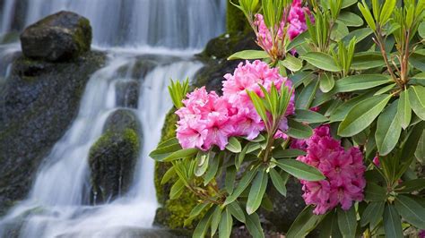 Waterfall Flowers Wallpapers - Top Free Waterfall Flowers Backgrounds - WallpaperAccess