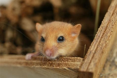 Small rodent species may become endangered