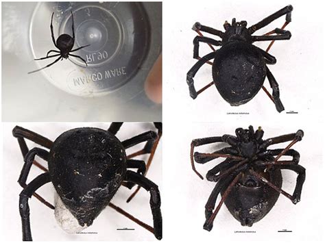 Dorsal and ventral images of spider: female Latrodectus indistinctus. | Download Scientific Diagram