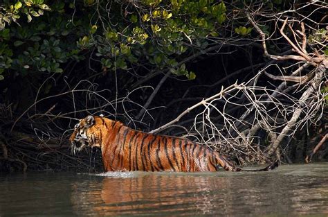 Enjoy Wild-Nature from Sundarban Tiger Roar Resort