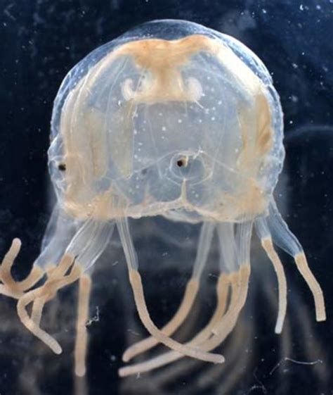 The jellyfish's sting: Pain - and then some - CBS News