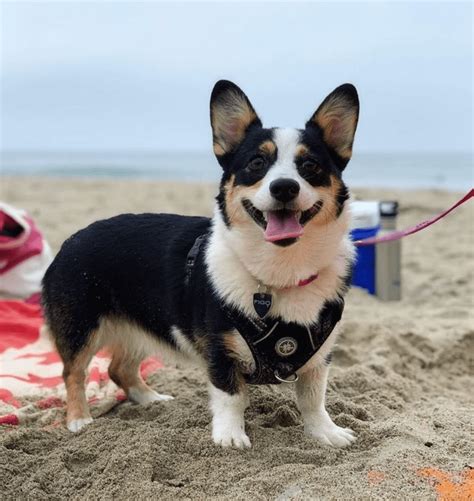 Welsh Corgi Husky Mix