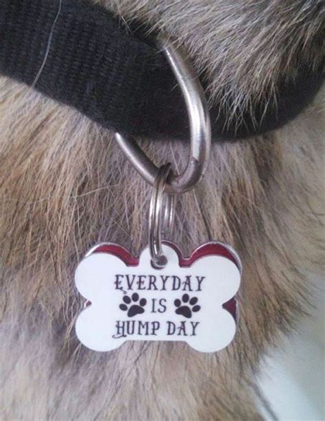 44 Hilarious Collar Tags For Pets Who Tend To Get Lost | Bored Panda