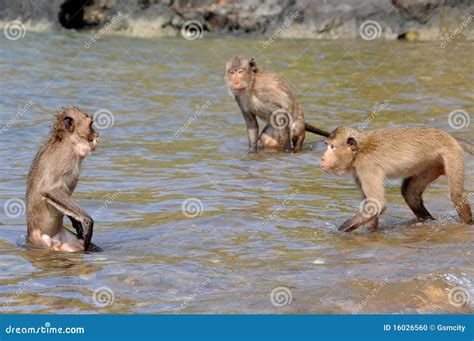 Two Fighting Monkeys Stock Photo - Image: 16026560