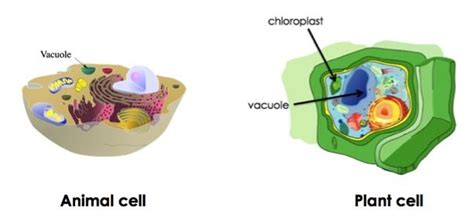 Plant Cell Vacuole