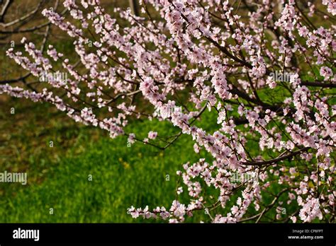 Flowering plum tree in Northern India, Himachal-Pradesh Stock Photo - Alamy