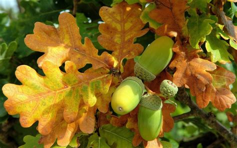 Image result for autumn oak leaves & acorns | Oak leaves, Acorn, Autumn trees