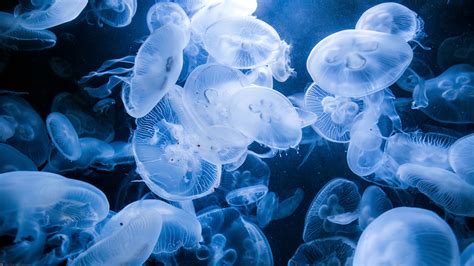 Blue Jellyfish Wallpaper