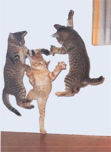 7 Reasons Cats Would Make Great Spies | Dancing cat, Cute cats, Crazy cats