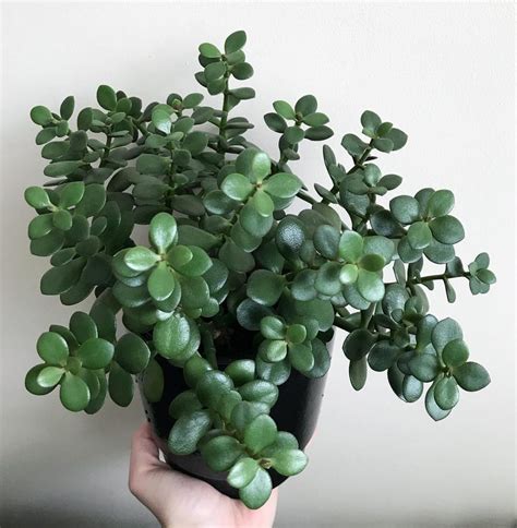 Succulent Jade Plant Care - belajareditfoto.com