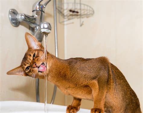 Abyssinian Cat Personality Traits - AbyssinianCat.org