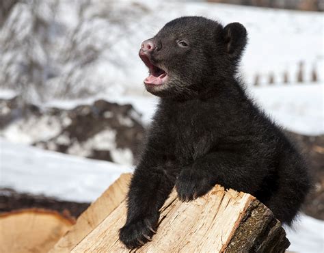 Black bear cub on log - BearWise