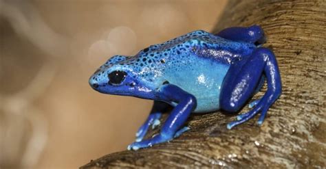 Colorful Frogs: The 12 Prettiest Frogs in the World - IMP WORLD